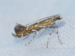Parectopa pennsylvaniella