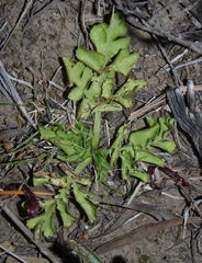 Lichtensteinia interrupta