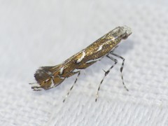 Parectopa pennsylvaniella