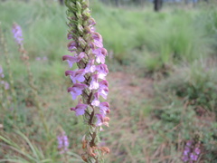 Pedicularis mexicana