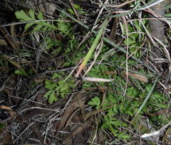 Lichtensteinia interrupta