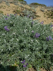Lupinus chamissonis
