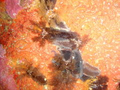 Pentacta doliolum