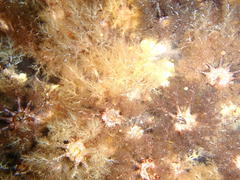 Pentacta doliolum