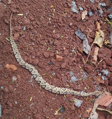 Bothrops moojeni