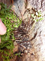 Cheilanthes deltoidea deltoidea