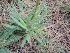 Pedicularis mexicana