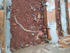 Bothrops moojeni