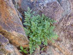 Cheilanthes deltoidea deltoidea