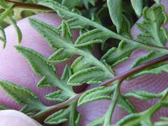 Cheilanthes deltoidea deltoidea