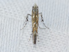 Parectopa pennsylvaniella