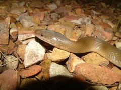 Lycodonomorphus inornatus