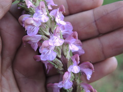 Pedicularis mexicana
