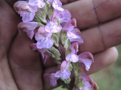 Pedicularis mexicana