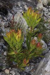 Leucadendron microcephalum