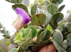 Podalyria calyptrata
