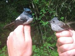 Trochocercus cyanomelas segregus