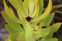 Leucadendron microcephalum