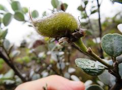 Podalyria calyptrata