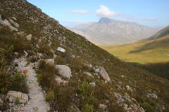 Leucadendron microcephalum