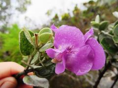 Podalyria calyptrata