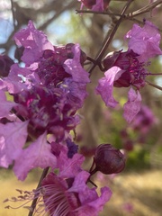 Physocalymma scaberrimum