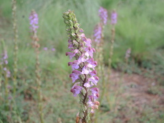 Pedicularis mexicana