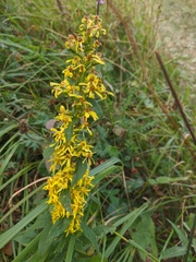 Solidago virgaurea taurica