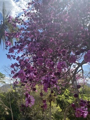 Physocalymma scaberrimum