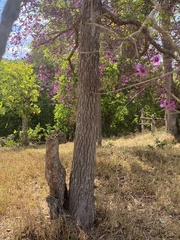Physocalymma scaberrimum