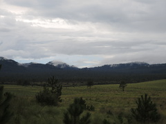 Pedicularis mexicana
