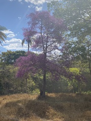 Physocalymma scaberrimum