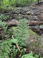 Dryopteris × triploidea