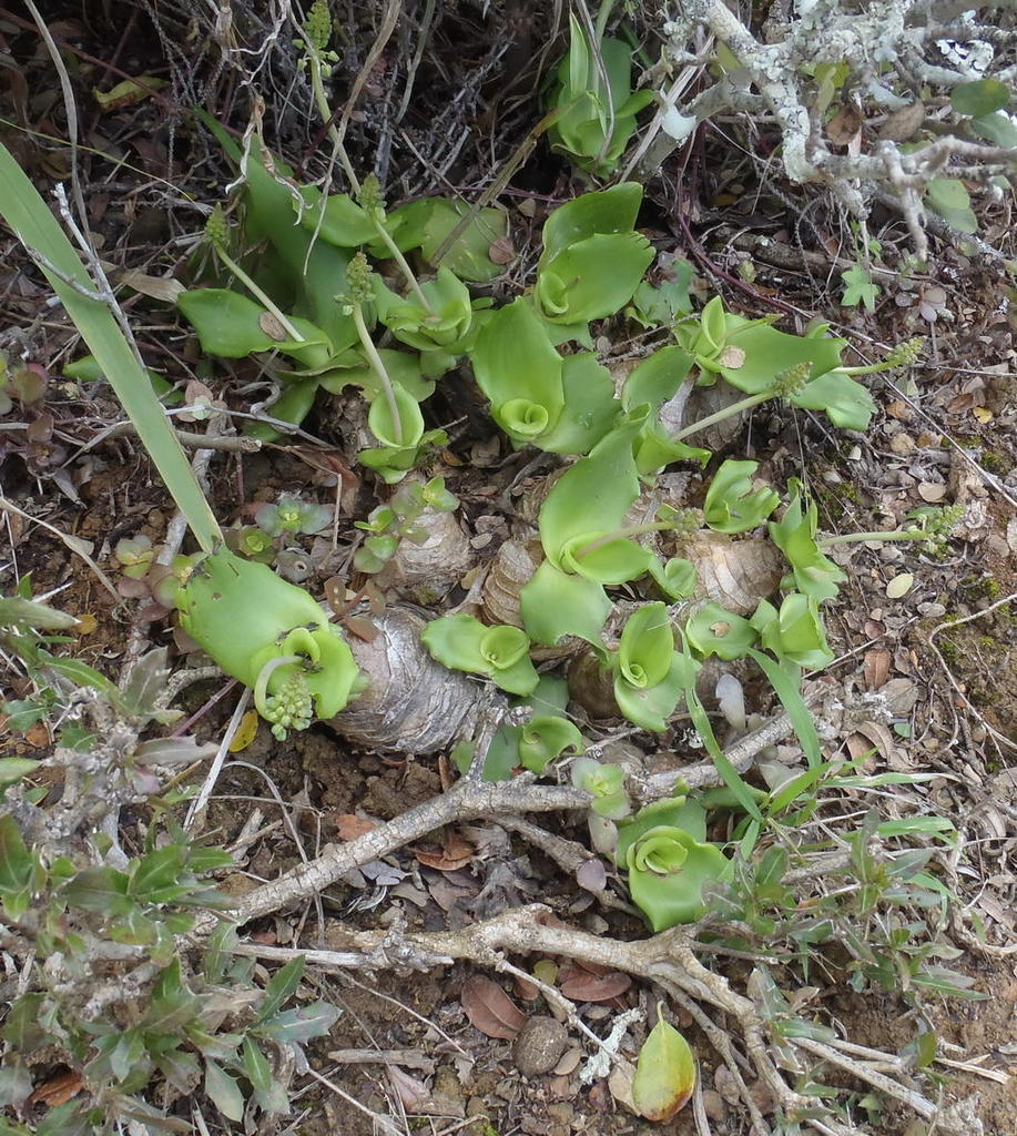 Ledebouria nitida, The Great Fish River Nature Reserve
