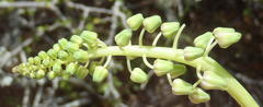 Ledebouria nitida