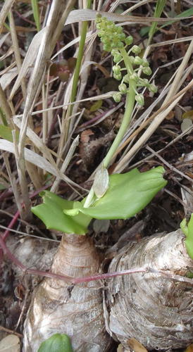 Ledebouria nitida