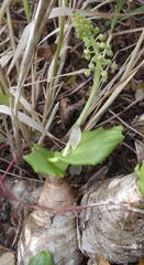 Ledebouria nitida