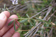 Psoralea venusta