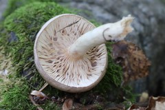 Lactarius uvidus