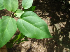 Croton pseudoniveus