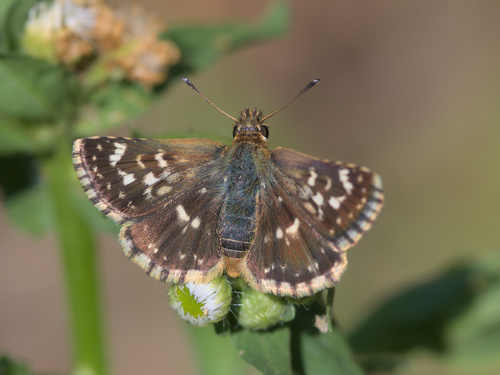 Red-underwing Skipper, Provincia di Mantova, Italia, photo 9 of 10