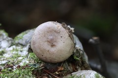 Lactarius uvidus