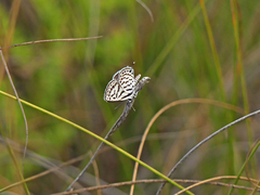 Tarucus theophrastus
