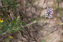 Psoralea venusta