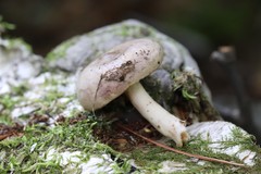 Lactarius uvidus