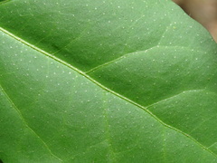 Croton pseudoniveus