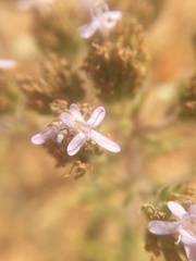 Phyllopodium cephalophorum