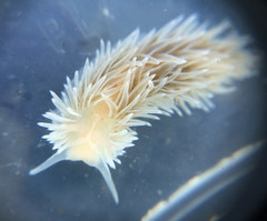 Aeolidia