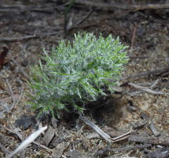 Eriospermum paradoxum