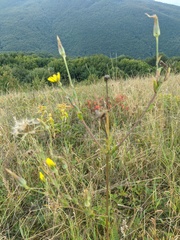 Tragopogon undulatus